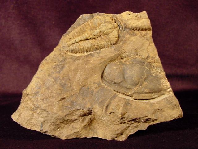 Conocoryphe cirina (BARRANDE 1846) - Bild © FossNet FossilienStore